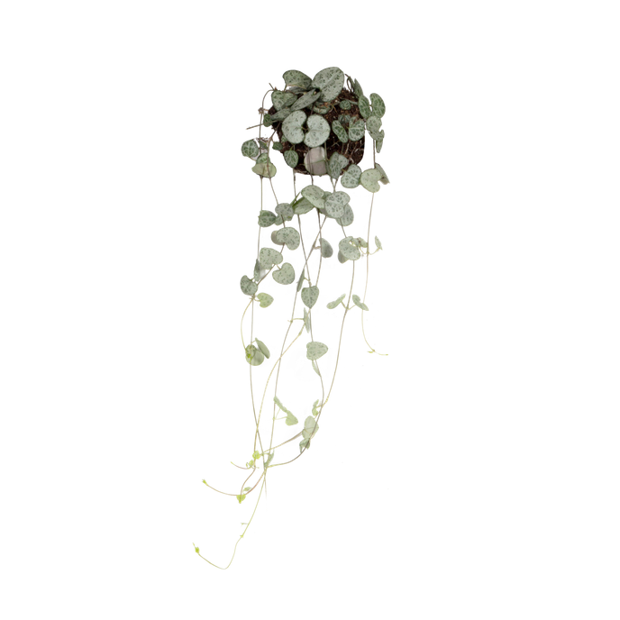 Ceropegia woodii